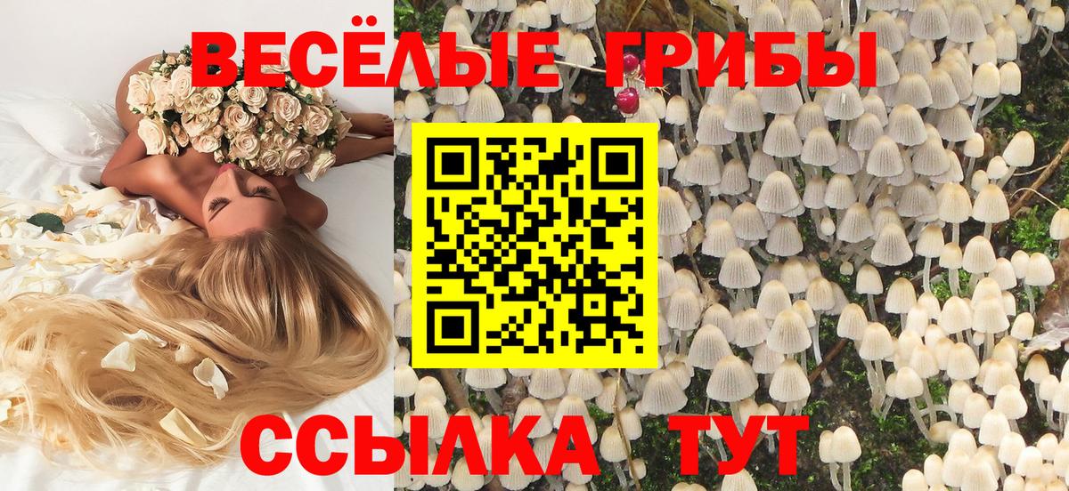 Галлюциногенные грибы Psilocybe Энгельс
